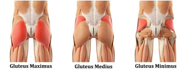 3-Gluteus-Muscles